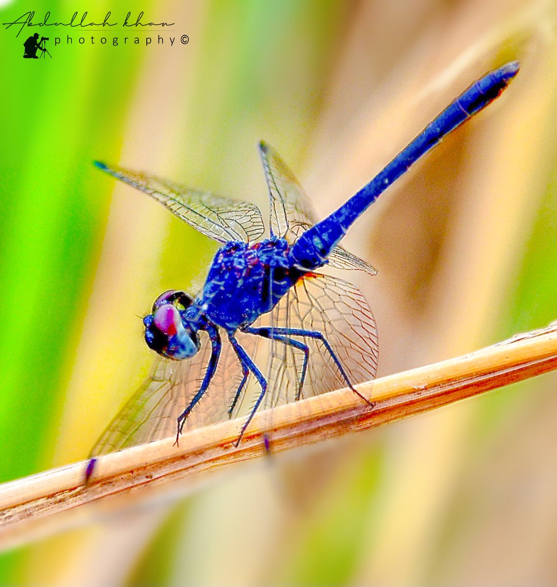Dragonflies reminds me of my childhood days,catching them for fulfillment then seeing them released until they disappear in the sky #Dragonfly #Dragonflyphotography #NikonD850 #Sigma #nature #naturelovers #macrophotography #naturelovers #TheEarth  #tinyworld #tinyworld