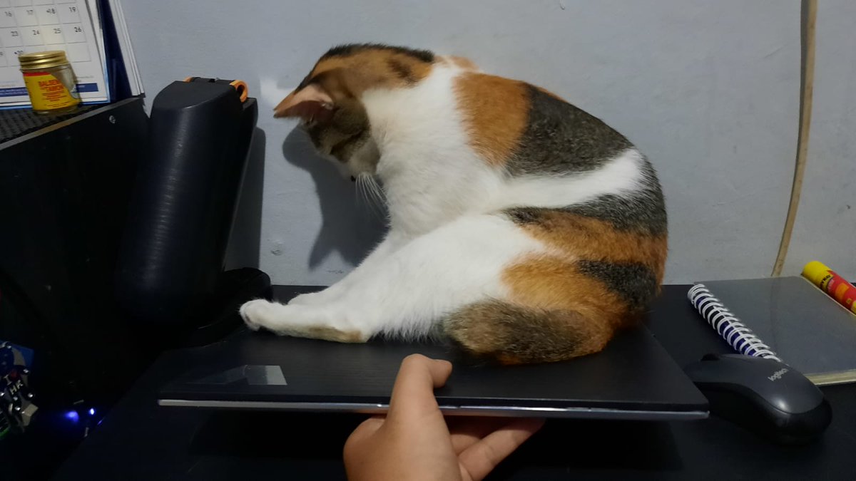 Pets 🐈🐕‍🦺🐇🐦 Fess tweet media