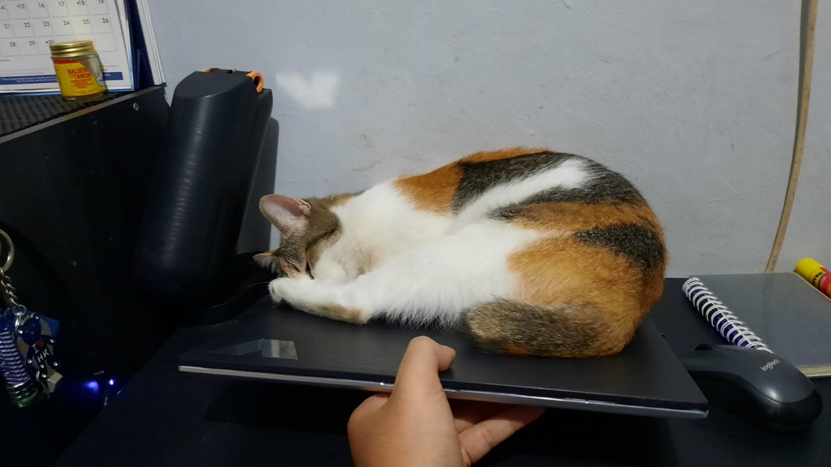 Pets 🐈🐕‍🦺🐇🐦 Fess tweet media