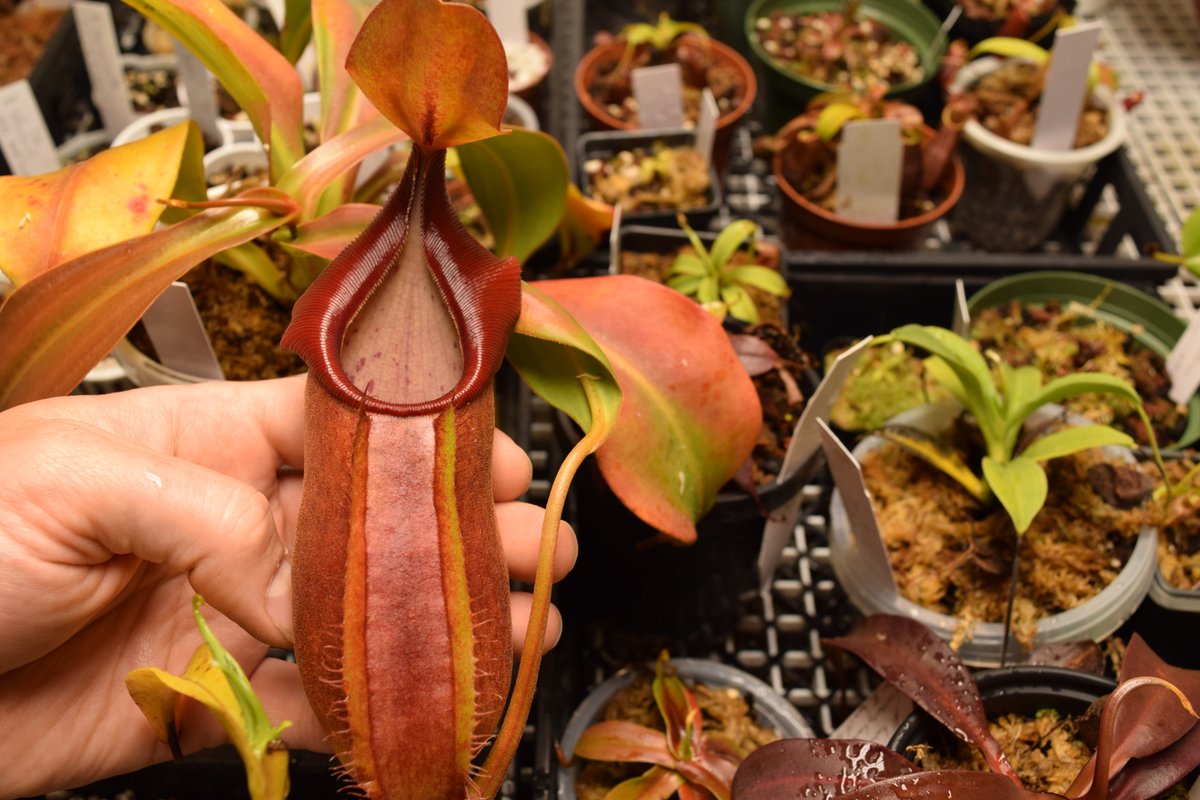 食虫植物N. lowii G. Mulu (ネペンテス ローウィ) | gulatilaw.com