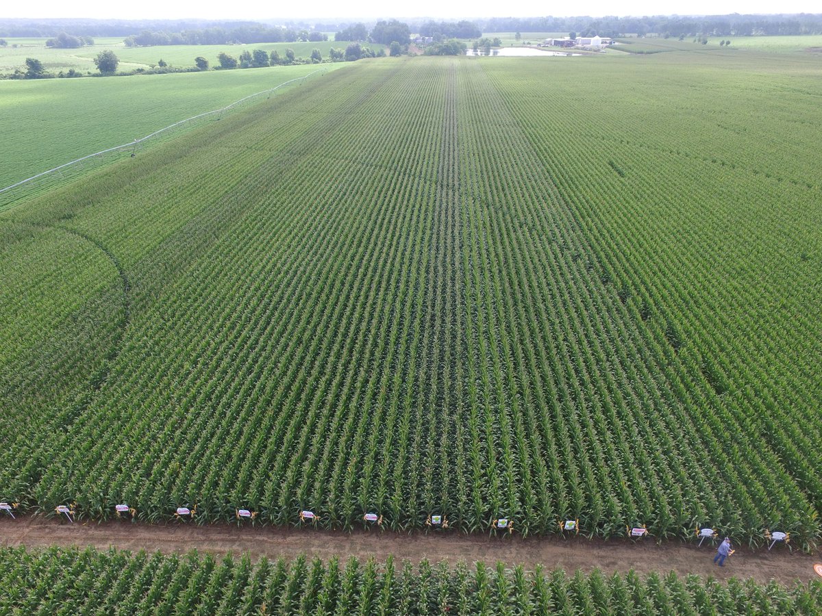 SEfieldwalker's tweet photo. A big thank you to all of our plot cooperators for planting uniform trials across a lot of environments for evaluations of hybrids. #agrsouth, #letstalkcorn https://t.co/r3OjIrMsTM