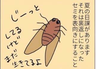 セミの一生のtwitterイラスト検索結果