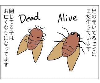 セミの一生のtwitterイラスト検索結果