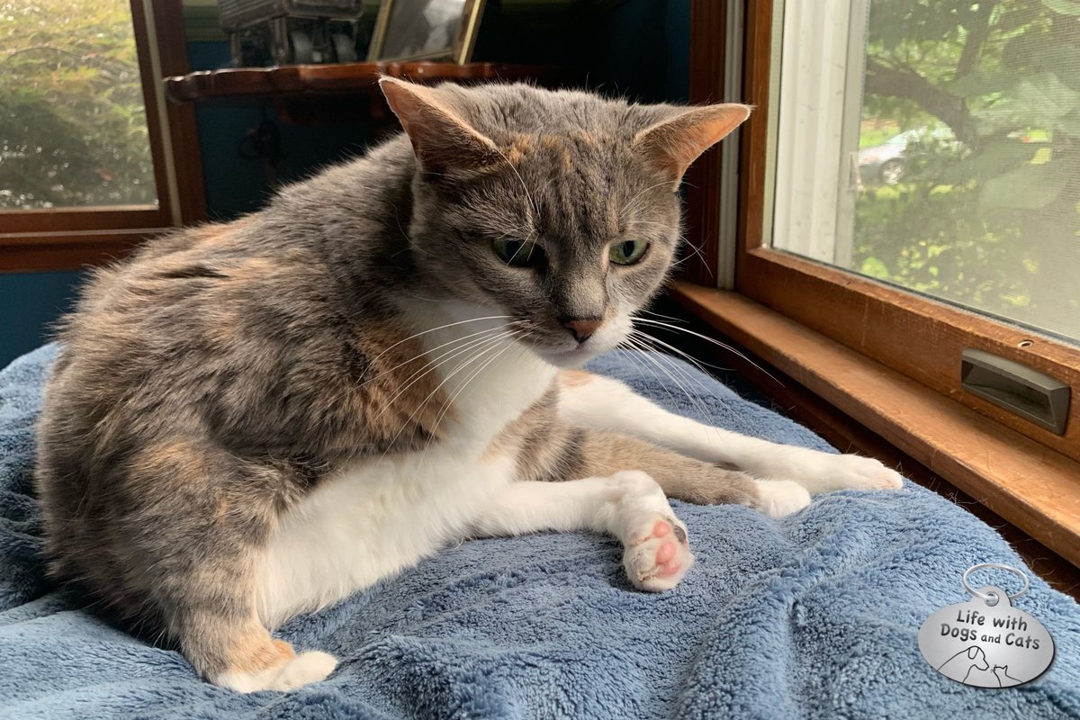 WithDogsAndCats's tweet photo. Dawn looks irritated. Maybe because I photographed her in an awkward position? #someprivacyplease #doingcatthings #catlife https://t.co/Byui8tzdg8