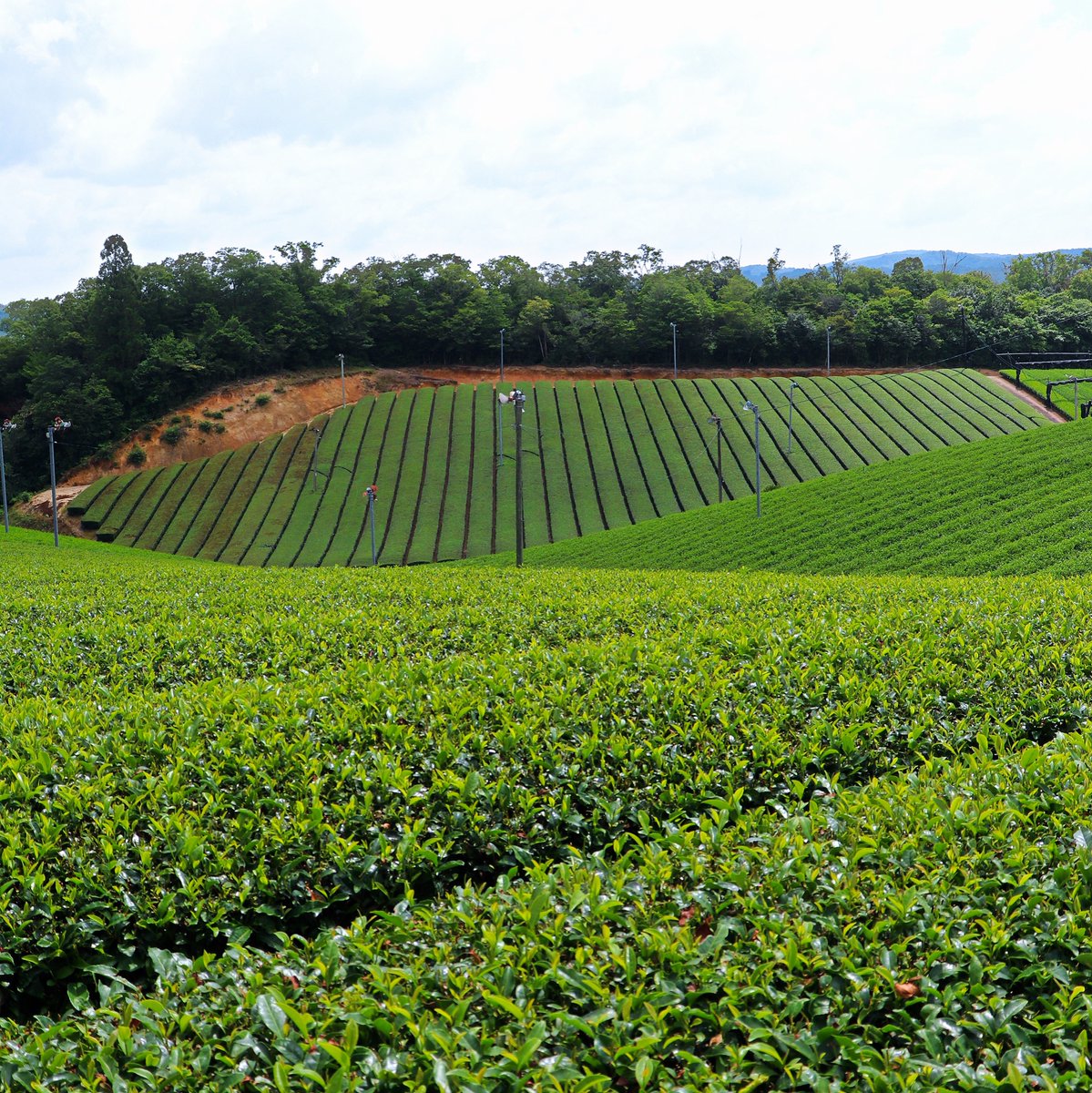 お茶の京都dmo Ochanokyotodmo Twitter お茶の京都dmo Ochanokyotodmo Twitter