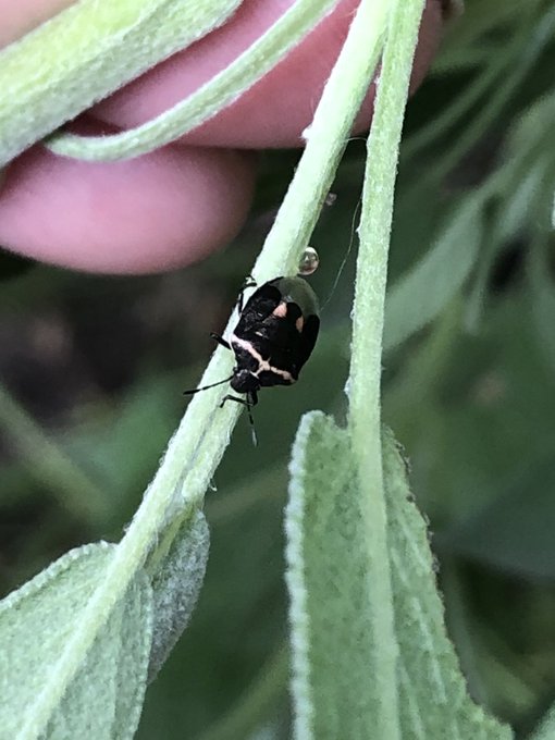 I highly recommend downloading the Seek app. You can take pictures of bugs and plants and it&rsquo;ll identify