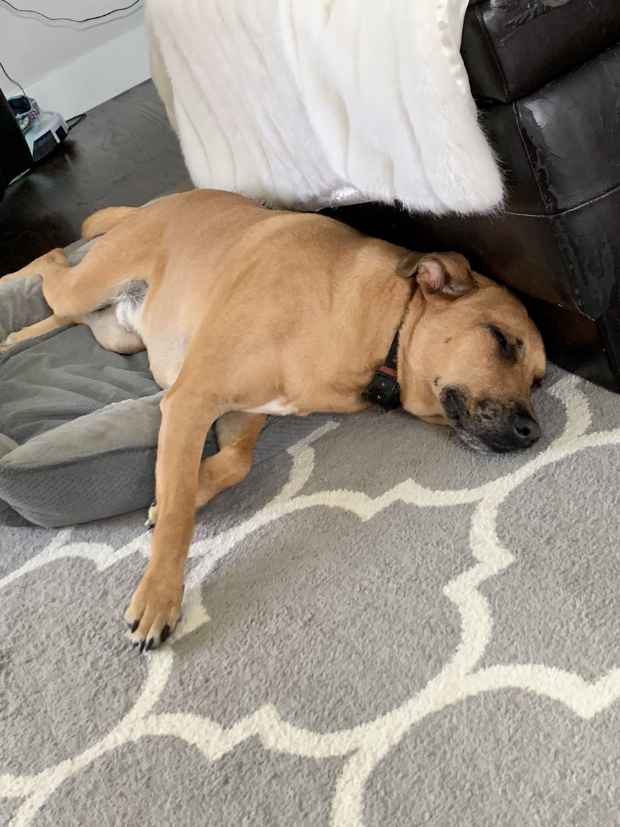 bella_b247's tweet photo. This is my doggie๐ #macpets #SaveMacGyver https://t.co/7t7OzBwkEt
