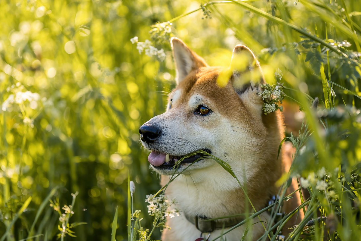 sesfund's tweet photo. Did people bought SHIBA INU coin just because they love Shiba Inu? anyway, they're definitely the most adorable friends ever! ♥ https://t.co/JM4xo1E05E