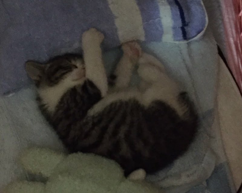 青木悠 Animation Aoki Twitter 青木悠 Animation Aoki Twitter