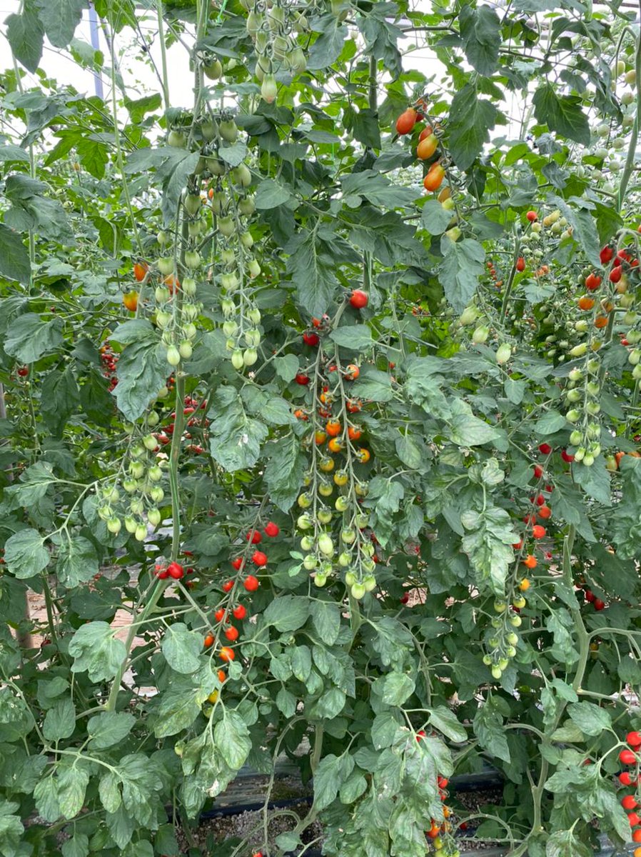 Leoncino RZ
•Νέο υβρίδιο τομάτας τύπου βελανίδι
•Πολύ παραγωγικό υβρίδιο
•Χωρίς πράσινη ράχη
•Πολύ καλή γεύση και χρώμα
•Για φυτεύσεις όλο τον χρόνο και με δυνατότητα συγκομιδής και ως τσαμπί
•Ανεκτικό στη ίωση TYLCV
<a href="/DTsiatouras/">Diamantis Tsiatouras</a> <a href="/StarakisAlex/">Alex Starakis</a>