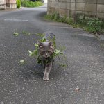 これは一石二鳥？散歩をしながら光合成をする猫!