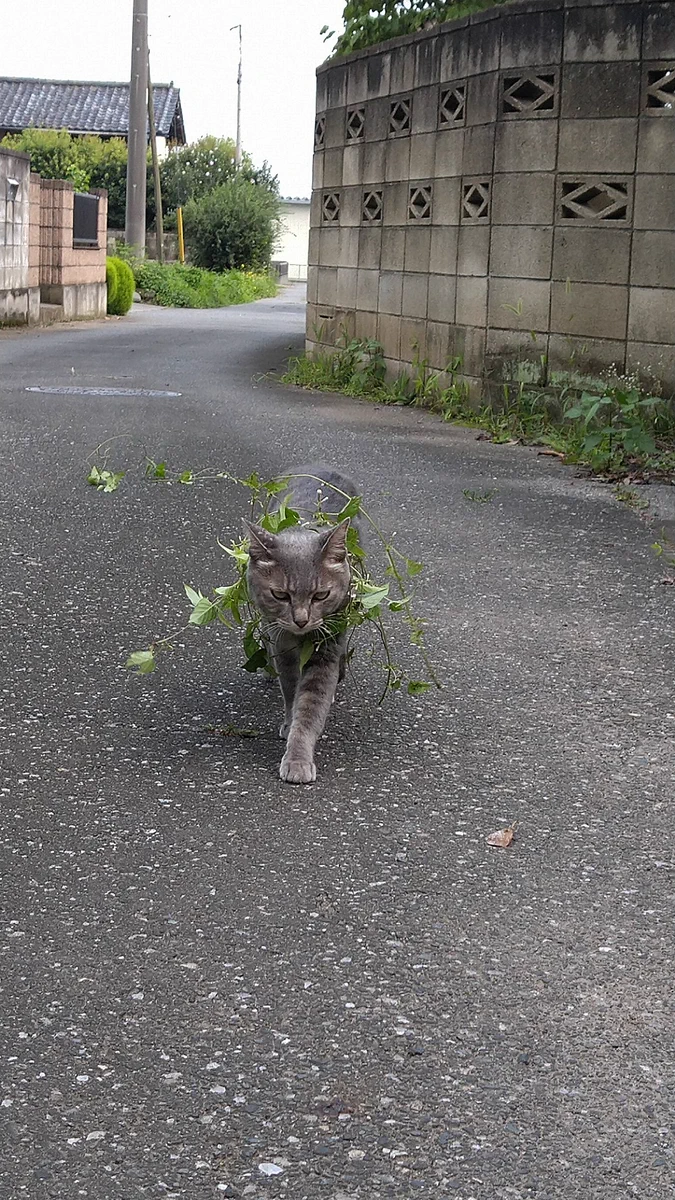 これは一石二鳥？散歩をしながら光合成をする猫www