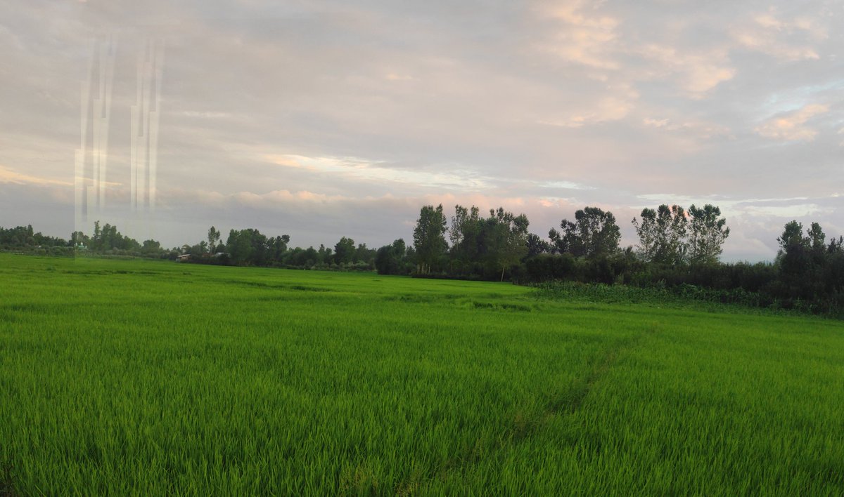 Paddy fields
#shotonpoco @Ibn_e_Sarwah @bhatray @Sabzar__Ganie @sujitpchauhan