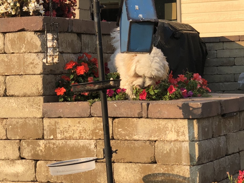 imzozoonthegogo's tweet photo. Who says I’m not allowed in the planter?  That’s a bad rule. #babyzeke #badrule https://t.co/7H3Erbm1SS