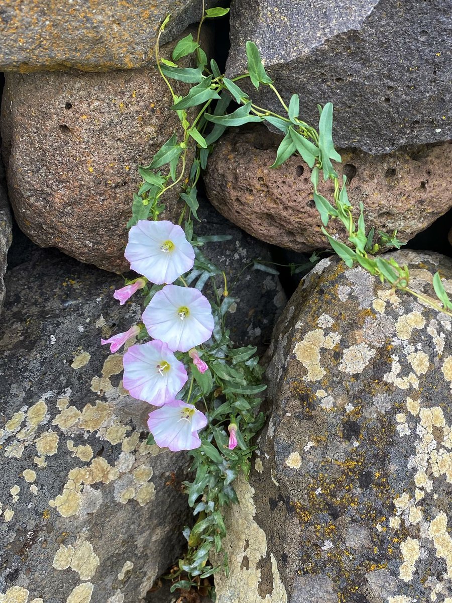 In mezzo all’oro dell’erba secca falciata e tra le nere pietre di basalto il convolvolo, #convolvulus_arvensis, fiorisce nella sua timida bellezza.
🌸
 #NuragheLosa
Conoscete la fiaba legata a questo fiorellino? 
👇🏼👇🏼👇🏼
facebook.com/16963606641841…
