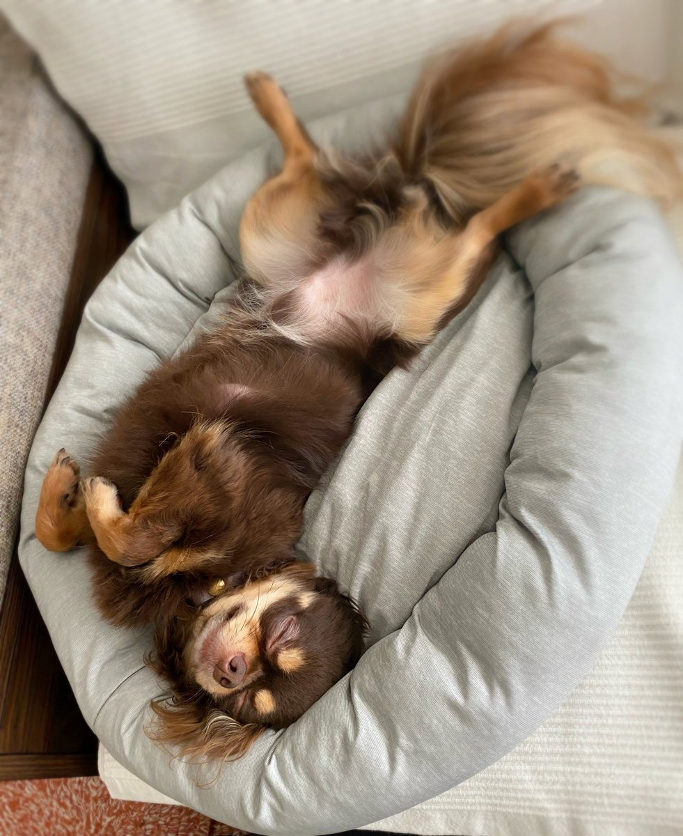 Chrome05570219's tweet photo. 至福の昼寝タイム　　

#happynap
#Dog https://t.co/tXLZZjBztV