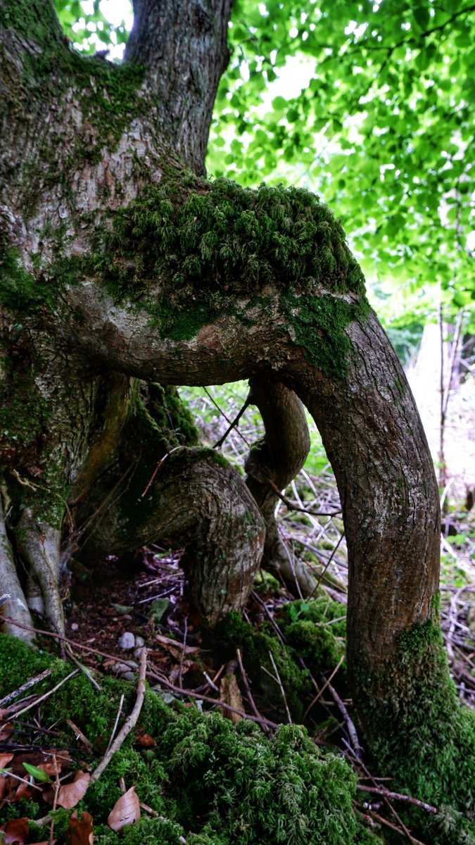 LadyLeo1976's tweet photo. To save the world’s forests we must first recognize that trees are “wonderful beings” with innate adaptability, intelligence, &amp; the capacity to communicate with &amp; heal other trees 🌳

The  Hidden Life of Trees, Peter Wohlleben 🌳 https://t.co/r8Gg95rNLE
