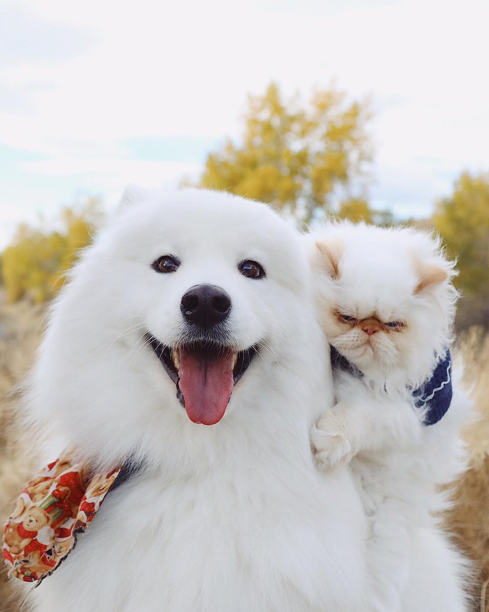 ヤギの人 不機嫌顔の猫と笑顔満面の犬のナイスコンビ 白い2匹が溶けて交じり合うハッピーライフ T Co 1blchsao50 時間をかけて少しずつ距離を縮めて今ではすっかり仲良くなった二人 どこへ行くにも一緒で 寝る前には犬が猫の 毛づくろいをするそう