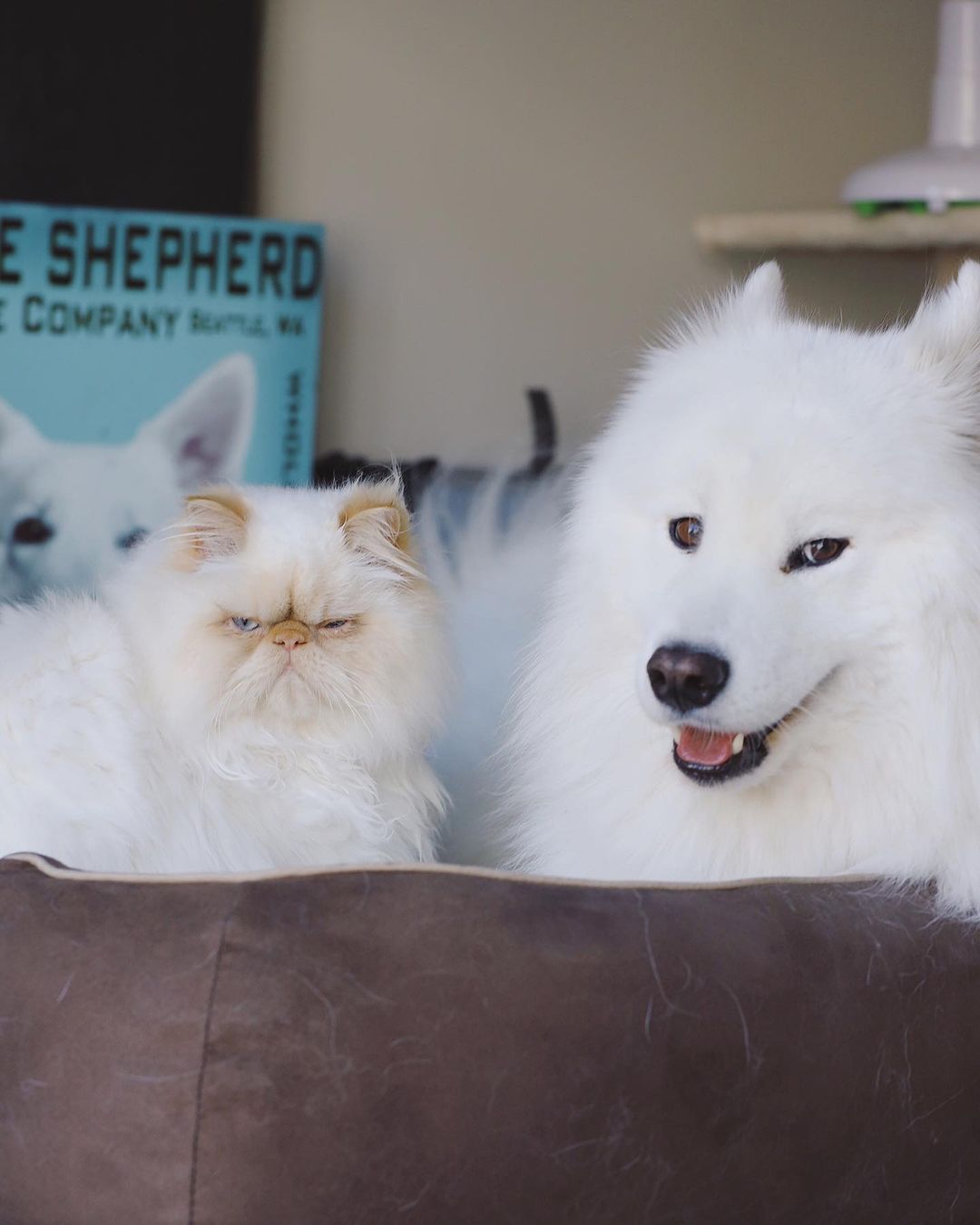 ヤギの人 不機嫌顔の猫と笑顔満面の犬のナイスコンビ 白い2匹が溶けて交じり合うハッピーライフ T Co 1blchsao50 時間をかけて少しずつ距離を縮めて今ではすっかり仲良くなった二人 どこへ行くにも一緒で 寝る前には犬が猫の 毛づくろいをするそう