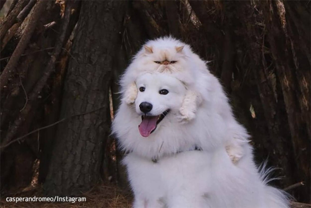 ヤギの人 マスク 不機嫌顔の猫と笑顔満面の犬のナイスコンビ 白い2匹が溶けて交じり合うハッピーライフ T Co 1blchsao50 時間をかけて少しずつ距離を縮めて今ではすっかり仲良くなった二人 どこへ行くにも一緒で 寝る前には犬が猫の 毛づくろい