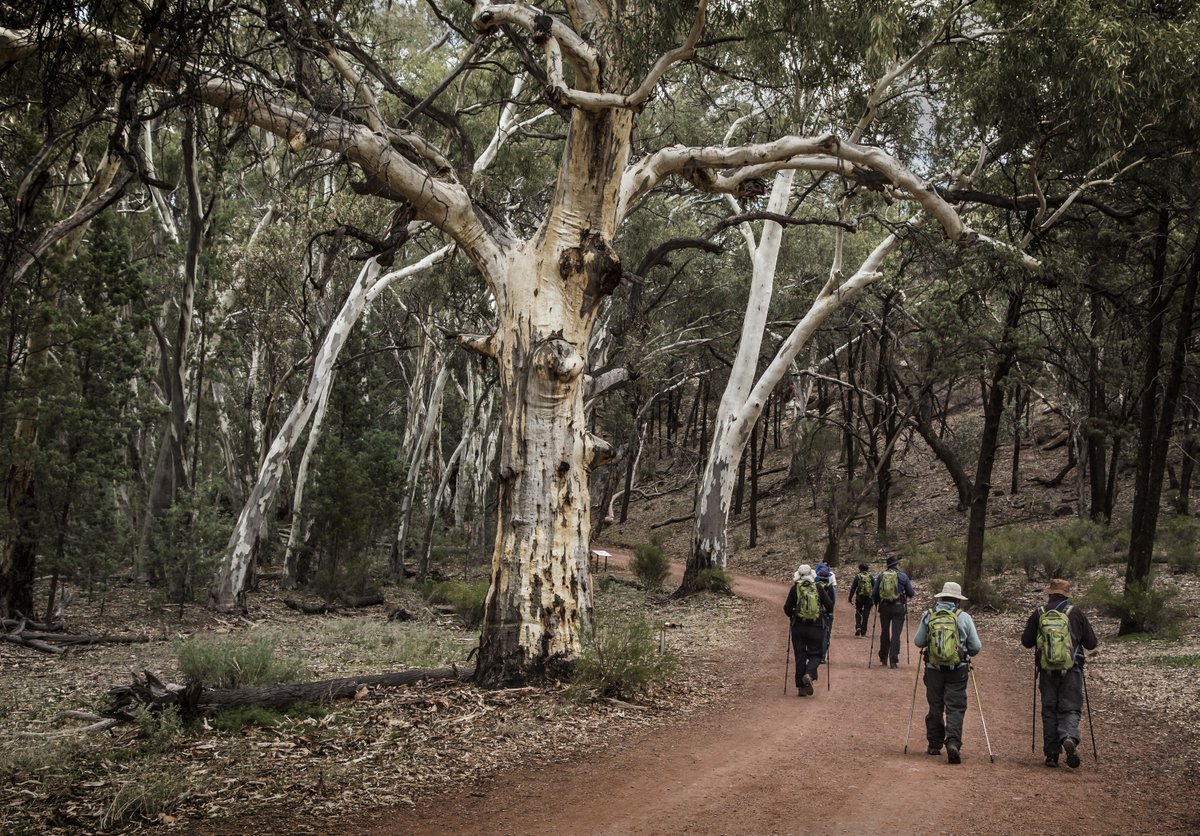 Grand ancient gums stand guard - <a href="/wildbushluxury/">Wild Bush Luxury</a> Arkaba - Ikara Flinders Ranges #southaustralia #luxurylodgesofaustralia #greatwalksofoz
luxurylodgesofaustralia.com.au/news-offers-ev…