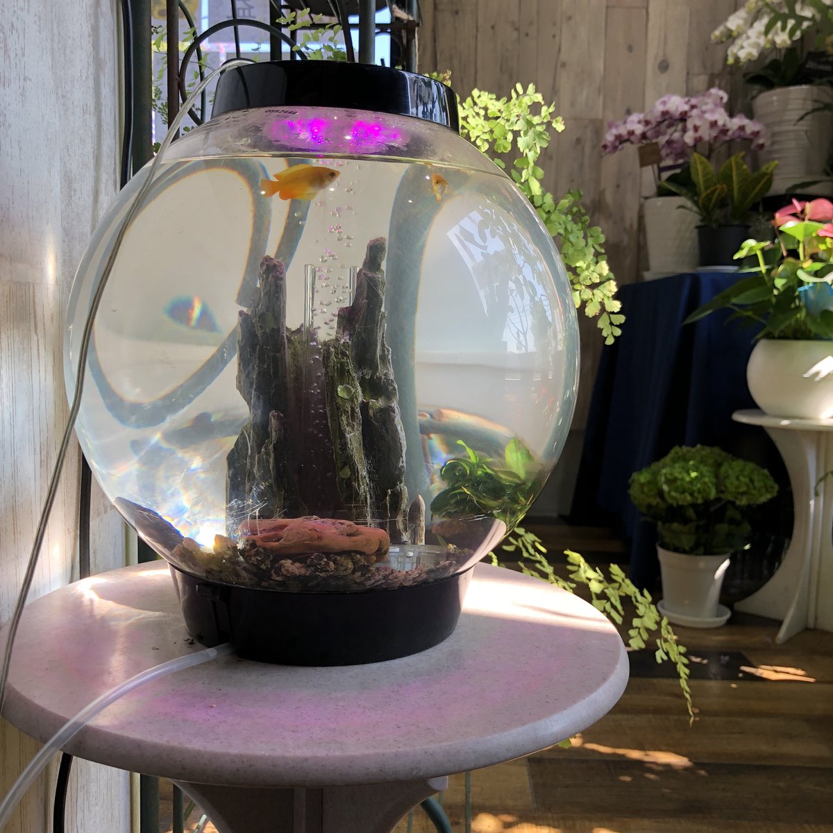 福岡花屋