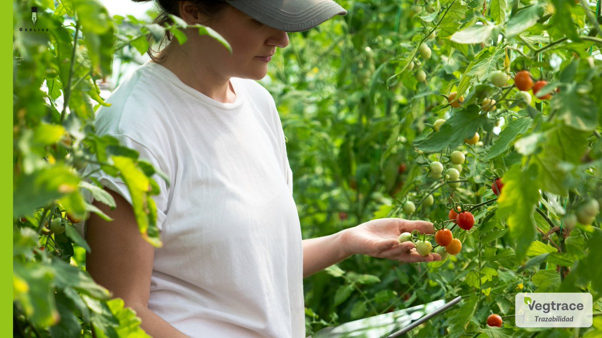 TraceVeg's tweet photo. 👩🌾👨🌾Agricultor, no te la juegues desde el principio.
👉 Cuando vayas a injertar variedades protegidas, hazlo sólo en semilleros licenciados por el titular para garantizar las buenas prácticas agrícolas. ✔
#Vegtrace, transparencia total desde la semilla. https://t.co/ICmGT8q8jl