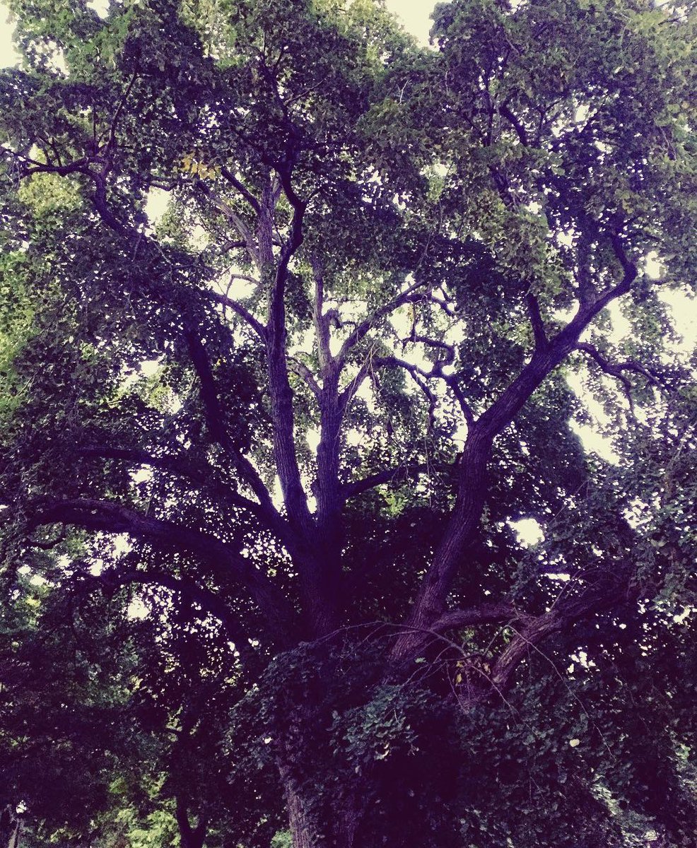 bluemNFT's tweet photo. late night post 2. Because two drops were fortold as of this morning! I do like to take my time

"Tree of BLUEM". also my twitter icon.
https://t.co/Bsz1GmkR44
11 energy efficient trees available now !!

Relax under a tree, with a new nft, and see the new series.
if you please :D https://t.co/5xudxOMPle