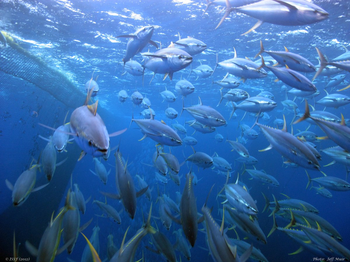 Centre for Conservation Ecology & Genomics (@uc_cceg) on Twitter photo New research in <a href="/naturesustainab/">NatureSustainability</a>, with <a href="/UC_CCEG/">Centre for Conservation Ecology & Genomics</a> adjunct Prof Simon Nicol, shows #climatechange will likely dramatically alter tuna stocks in the tropical #Pacific, with dire consequences for small island nations that depend upon them.
<a href="/UCSciTech/">UC Faculty of Science and Technology</a>📷J Muir
nature.com/articles/s4189… New research in <a href="/naturesustainab/">NatureSustainability</a>, with <a href="/UC_CCEG/">Centre for Conservation Ecology & Genomics</a> adjunct Prof Simon Nicol, shows #climatechange will likely dramatically alter tuna stocks in the tropical #Pacific, with dire consequences for small island nations that depend upon them.
<a href="/UCSciTech/">UC Faculty of Science and Technology</a>📷J Muir
nature.com/articles/s4189…