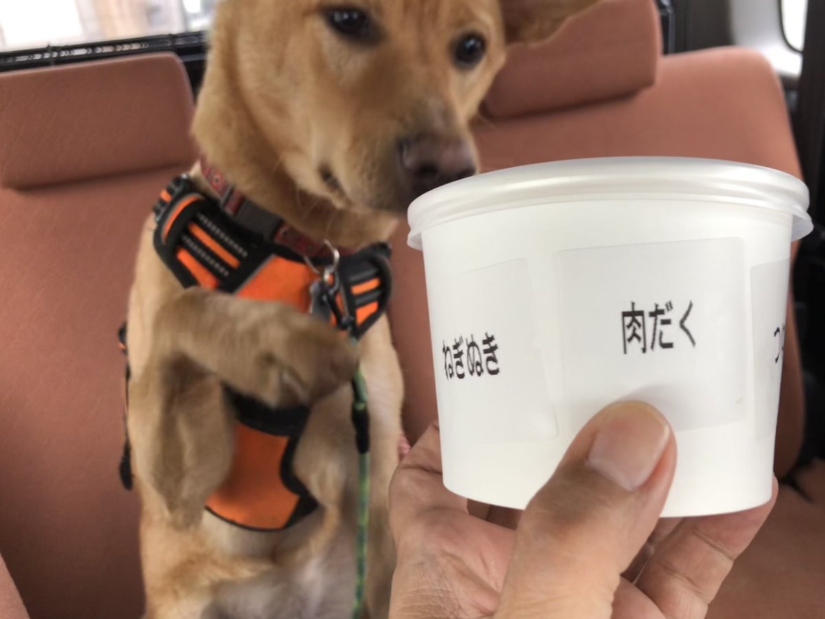 女優犬ハナ おいしい給食season2 出演中 2階でくつろいでると階下でマネージャーが一人で冷蔵庫開ける音がするのですわん 抜け駆けはゆるしませんわん すぐに階段を駆け下りて現場を押さえますわん 女優犬ハナ おいしい給食season2 出演中 2階でくつろいでると階下でマネージャーが一人で冷蔵庫開ける音がするのですわん 抜け駆けはゆるしませんわん すぐに階段を駆け下りて現場を押さえますわん