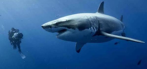 SuperB10101's tweet image. #orospiçocukları

İşte dünyanın en tehlikeli canlı türü. Her yıl milyonlarca ölümden sorumludur. Yanında da büyük beyaz köpek balığı var.