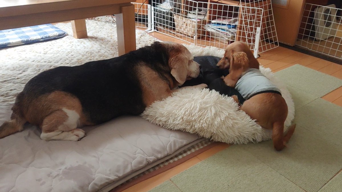 Mダックスゴールド 空丸 tweet media