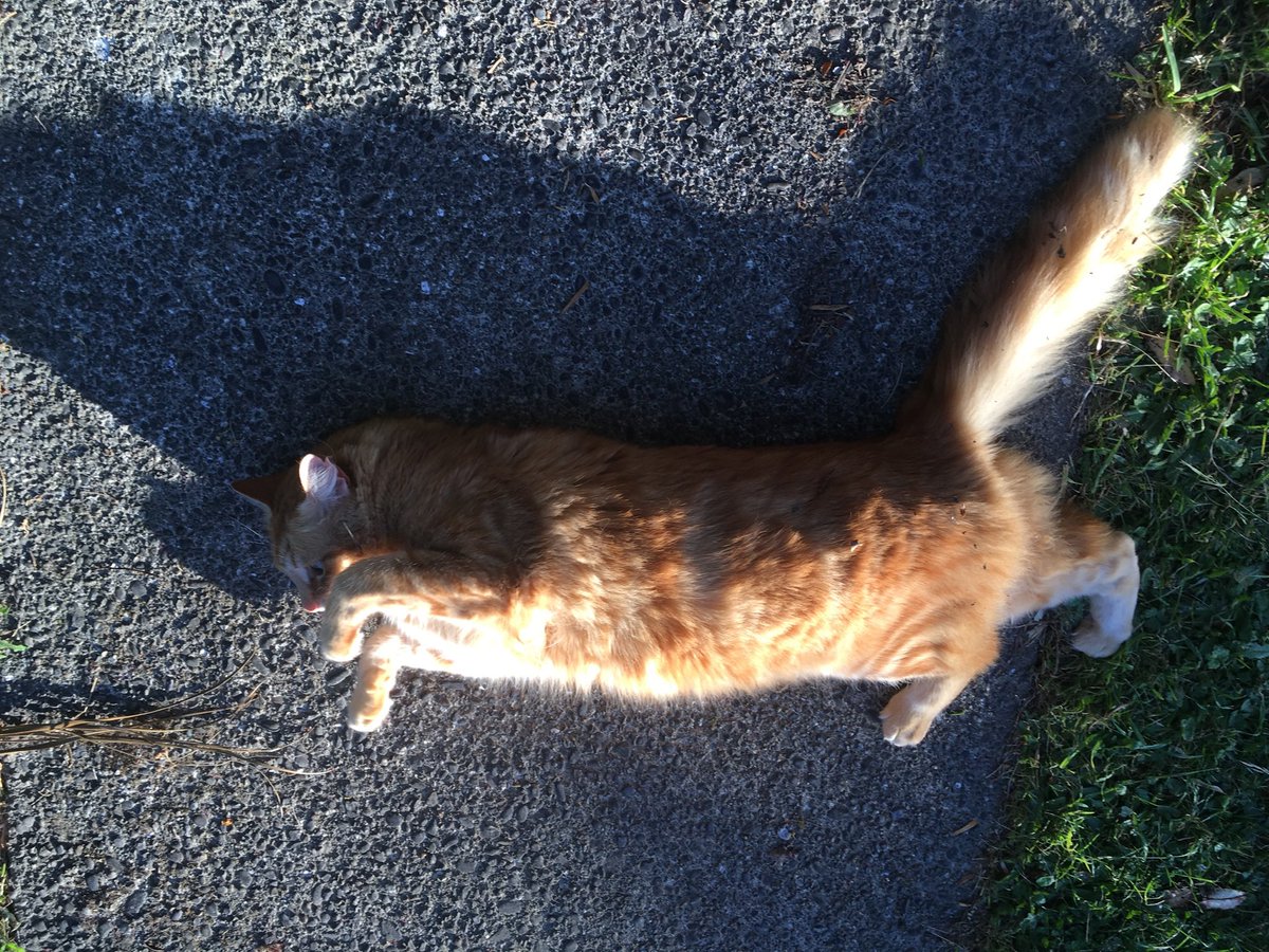 FelineGourmet's tweet photo. Mum and I thought we'd post a throwback to a late January evening for #jellybellyfriday, just to remind ourselves that summer will come back...one day
#solarpoweredcat βοΈ https://t.co/6QxwyM3x8P