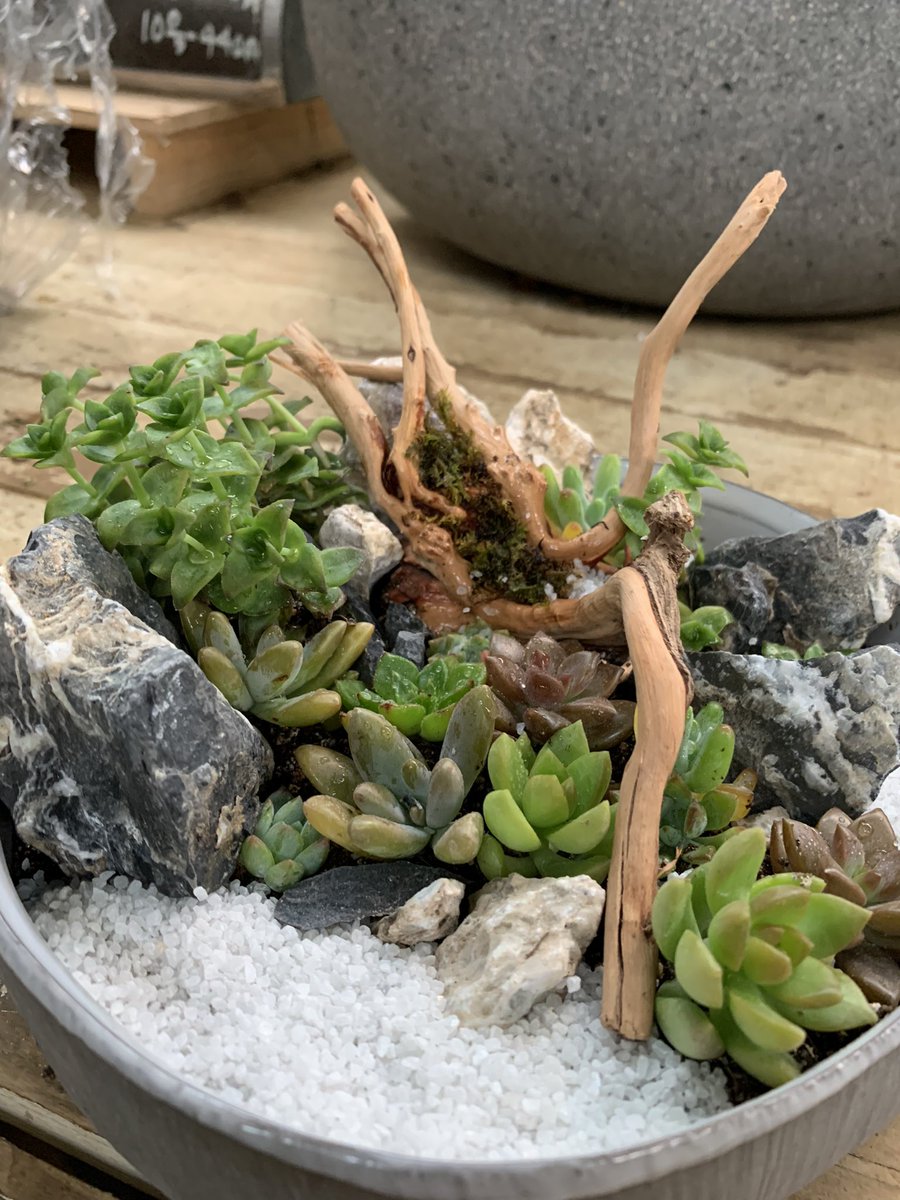 Eastgarden على تويتر 流木と青花石を使っての多肉植物の寄せ植え作ってみました 多肉植物寄せ植え 流木 青花石 イーストガーデン 観葉植物専門店
