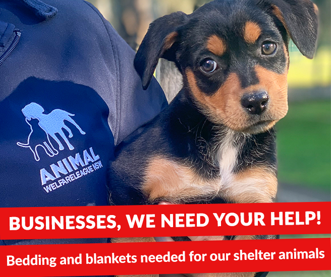 Animal Welfare League NSW is desperately seeking bulk donations of bedding, blankets and towels for our shelter animals. Read more at facebook.com/AWLNSW/photos/… or donate online at bit.ly/shelterblanket…