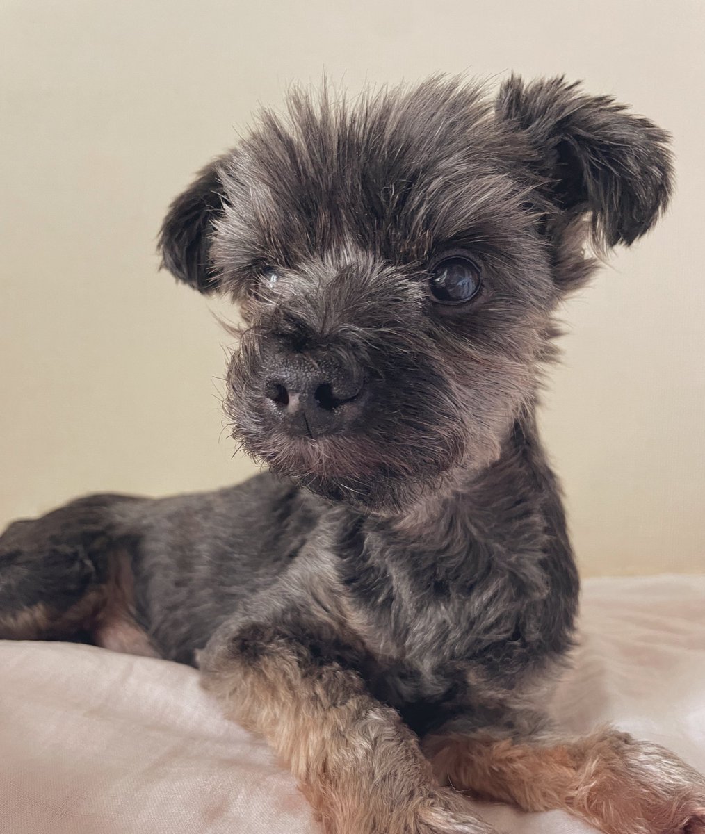 犬 年々若返っているように見える 最近は耳も垂れてる なかざわ のイラスト 犬 年々若返っているように見える 最近は耳も垂れてる なかざわ のイラスト