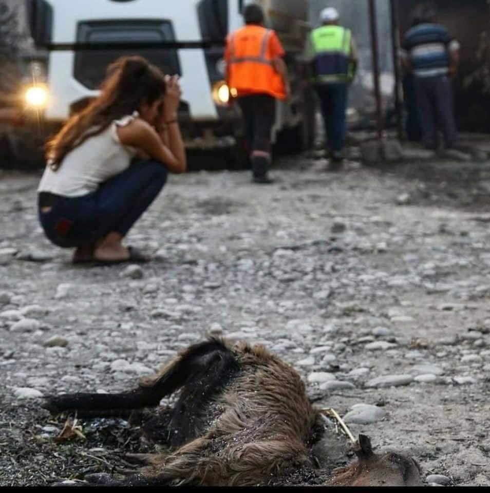 VuqarAliyevDGK's tweet photo. Qardaş Türkiyəyə qarşı məqsədli şəkildə ekologiya terroru törədilib. Bu yalnız Türkiyəyə qarşı deyil, həm də insanlığa, təbiətə qarşı terrordur.
Yanğında həyatını itirənlərə rəhmət, yaralılara sağlıq arzulayıram. Yanındayıq-Türkiyə 🇦🇿🇹🇷.
#Türkiye
#PrayForTurkey #turkiyeyaniyor https://t.co/NrVPVR2EgH