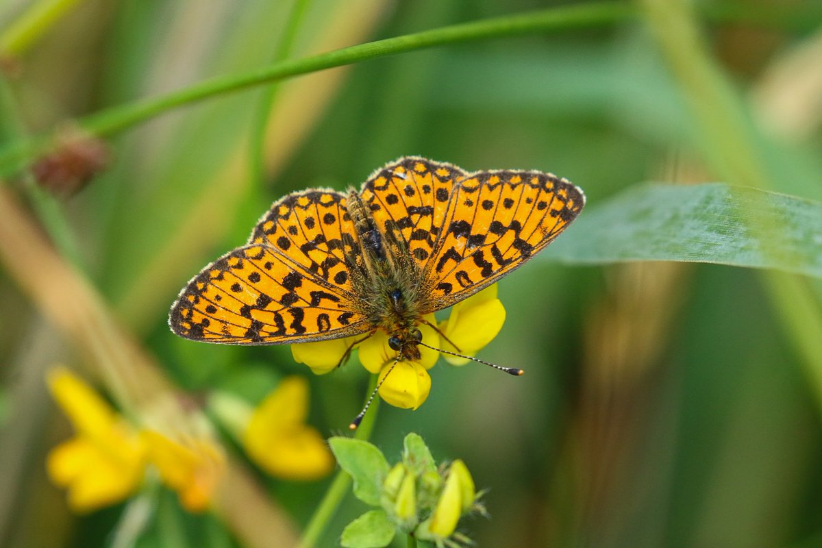 Anne83190328's tweet photo. Wat een schoonheid: deze #ZilverenMaan! Een feestje, gisteren, om verschillende exemplaren van deze zeldzame soort te zien zonnebaden in gebieden van @Natuurmonument en @staatsbosbeheer  

#vlinders #Butterflies #boloriaselene #smallpearlborderedfritillary 

@vlinderNL https://t.co/V1I2UfwxLH