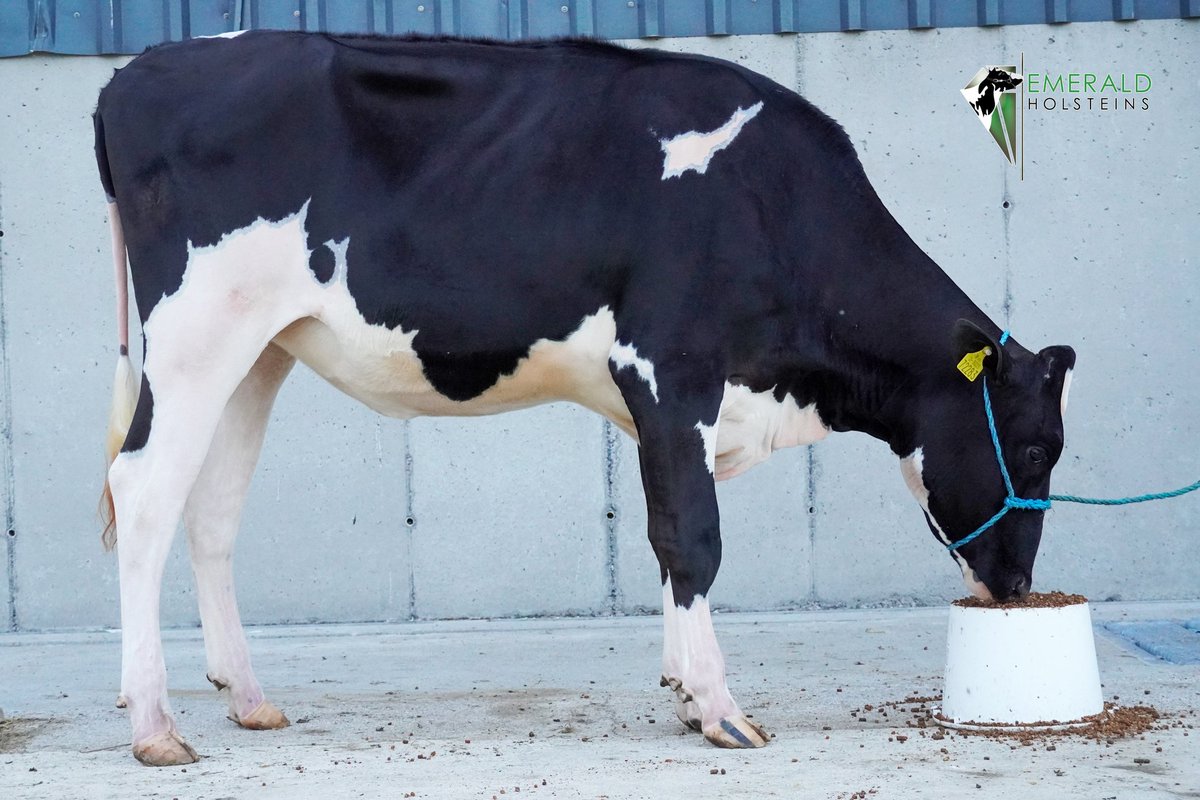 Lot 8 Selling July 31st 'Emerald DG Crushtime Rhapsody' - Feb 20 born

AI 6 April sexed Seimers EXC Hannans (PD) 

Dam- Emerald Lambda Rhapsody VG89-3YR

GDam - Milliedale Dusk Rhapsody EX95
Champion Milstreet 2018

July 31st GVM Mart, Kilmallock

issuu.com/taaffeauctions…