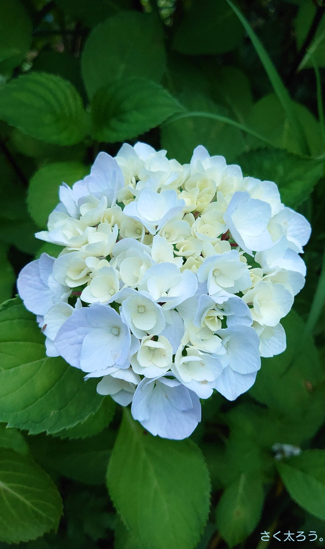 さく太ろう 男装 庭の黒茎の 紫陽花 ハイドランジア マクロフィラ ブラックスチールシリーズ ゼブラフラミンゴ です 庭さく花 ガーデニング Gardening Mygarden スマホ撮影 花写真 Flower 花のある暮らし 花のある生活 アジサイ