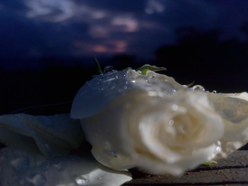 KigenFinn's tweet image. About last night 🌹
#PiChallenge