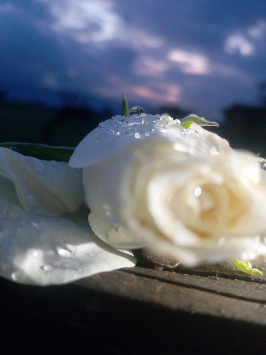 KigenFinn's tweet image. About last night 🌹
#PiChallenge