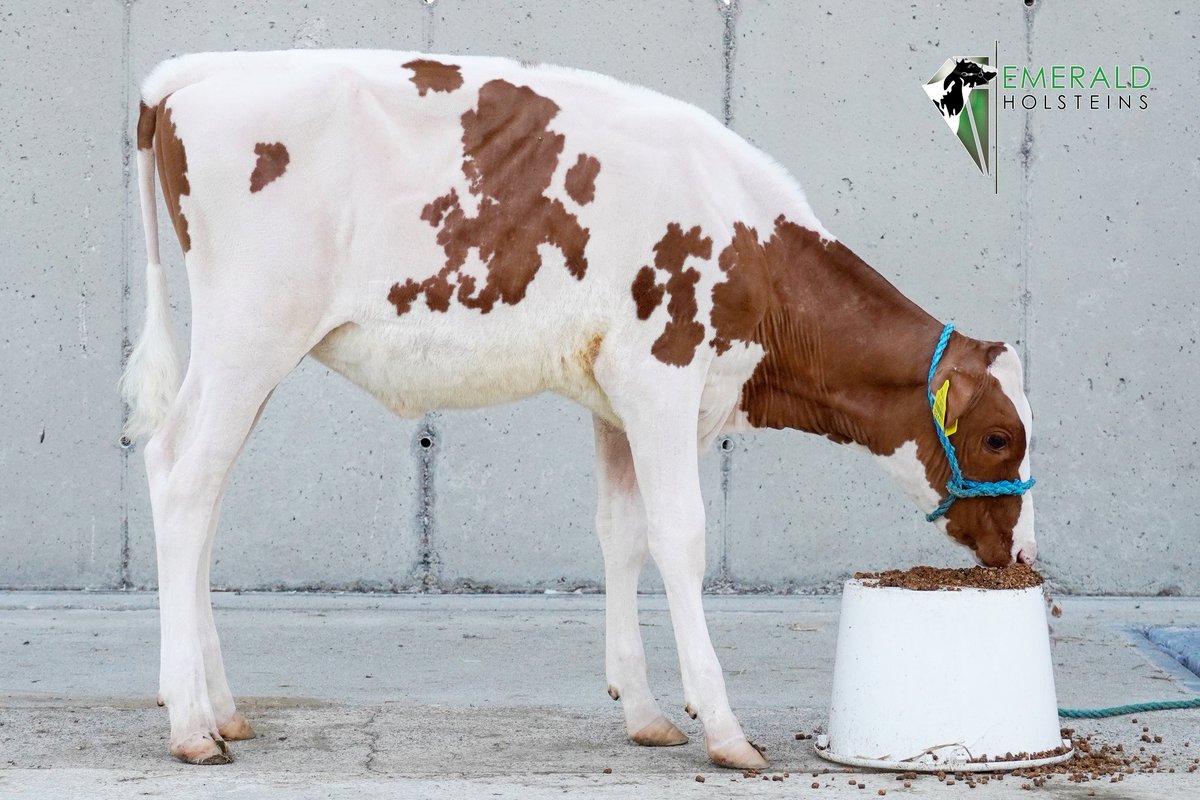EMERALD "CREAM OF THE CROP" YOUNGSTOCK SALE
This Saturday 31st July at GVM Mart, Kilmallock, Co. Limerick
.
....LOTS 26(left) &amp; 27(right) .....Twin Sisters by KOEPON SHIELD-RED 
backed by 12 generations VG/EX dams