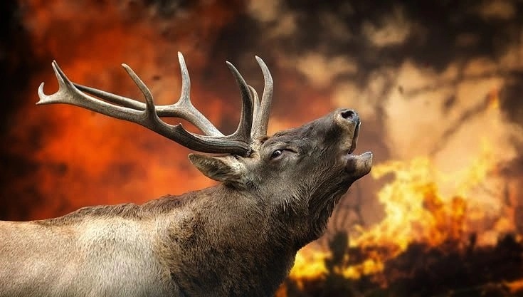 Herşey bir. Homo sapiens tek. #PrayForTurkey #turkiyeyaniyor #turkiyeyakiliyor