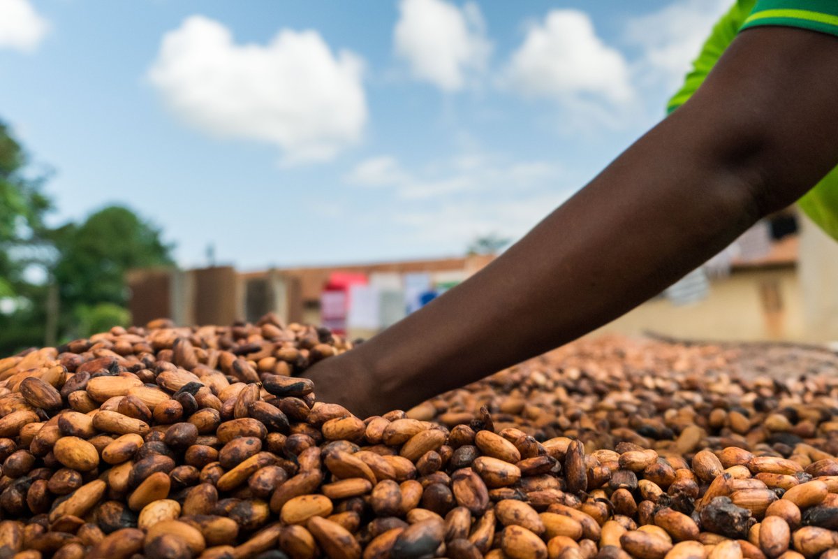 A new household survey reveals that Fairtrade cocoa farmers in Côte d’Ivoire have increased their incomes by 85% over the past several years and that a greater proportion is living above extreme poverty levels.
#LivingIncome #FairtradeFarmers 
Read more: bit.ly/3j1VW0I