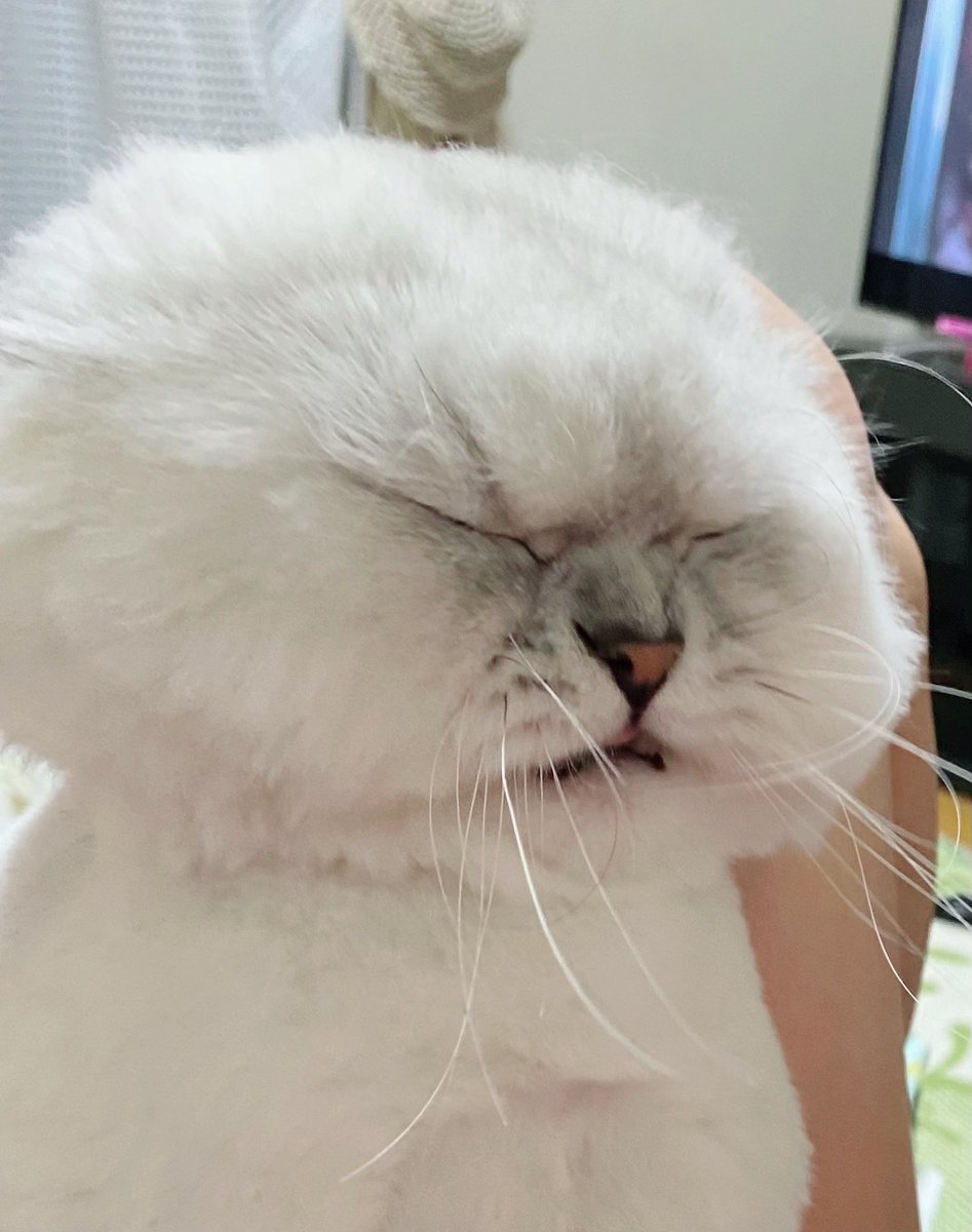 じるくん ジルくん反省中 猫 Cat ペルシャ猫 チンチラシルバー 猫のいる暮らし 猫好きさんと繋がりたい 反省中 じるくん ジルくん反省中 猫 Cat ペルシャ猫 チンチラシルバー 猫のいる暮らし 猫好きさんと繋がりたい 反省中