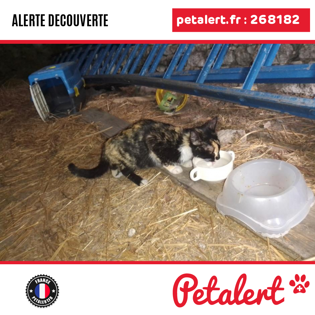 petalert_france's tweet photo. Trouvé #Chat #PuyDeDome #LeQuartier #Petalert  #PetAlert63 / https://t.co/zo9KEDFeTF https://t.co/ouCd5IDjrO
