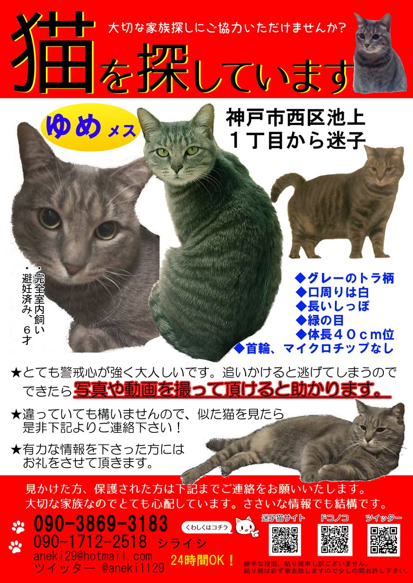 yume20190801's tweet photo. 2019年8月1日にマンション駐車場から迷子になったゆめを探しています。数度の目撃後捕獲まで至らず、近所での目撃情報があり諦めずに探しています。違ってもいいので見かけたら写真や動画を撮って頂けますと大変助かります。 #迷子 #迷子猫 #神戸市西区 #拡散希望 #ねこ #ネコ #兵庫県 #グレー https://t.co/IXTKMsZKbn
