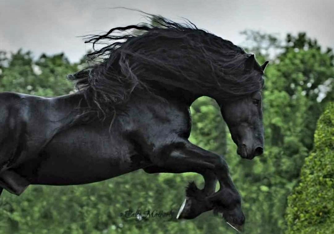 Конь мой вороной. Лошадь фриз Фридрих Великий. Фредерик Великий Фризская лошадь. Фризский жеребец по кличке Фредерик Великий. Пегая Фризская лошадь.