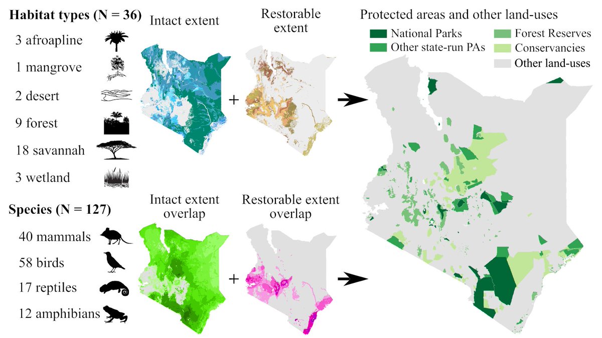 2/6 We mapped the intact + restorable extent of 36 different habitats & 127 @IUCN listed NT-CR species + set representation targets using standard approaches. This first allowed quantification of the contribution of 🇰🇪’s different #ProtectedArea 🏞️(PA) types #DICECON21 #LandSea2